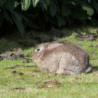 Rabbit